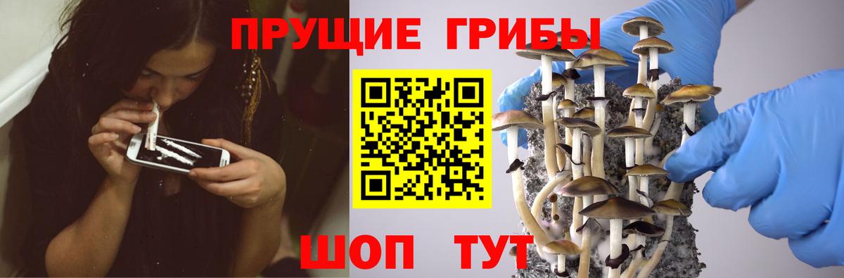 закладка  Псилоцибиновые грибы GOLDEN TEACHER  Вход с VPN  Петрозаводск 